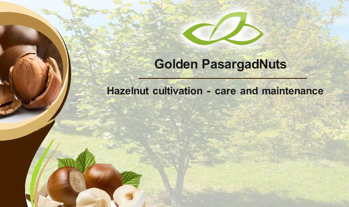 Hazelnut cultivation - care and maintenance